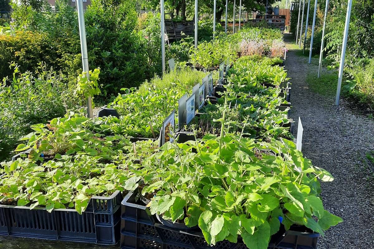Bloemen plukken met kinderen